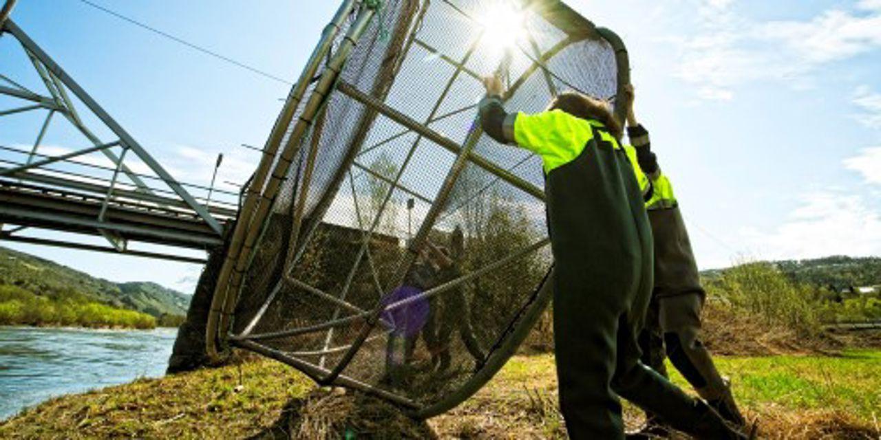 People rolling hatchery equipment